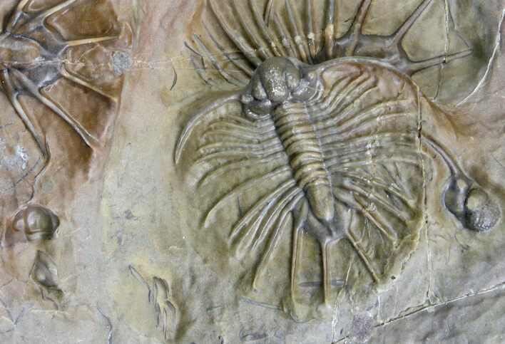 Unidentified Lichid Trilobite From Jorf - Belenopyge Like #138969